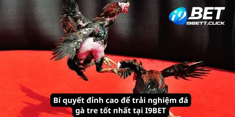 Bí quyết đỉnh cao để trải nghiệm đá gà tre tốt nhất tại I9BET