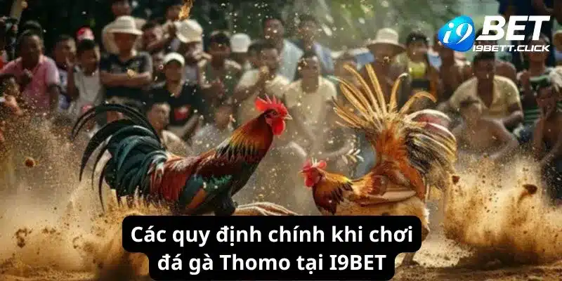 Các quy định chính khi chơi đá gà Thomo tại I9BET