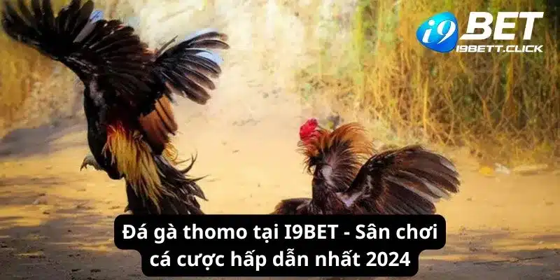 Đá Gà Thomo Tại I9bet - Sân Chơi Cá Cược Hấp Dẫn Nhất 2024