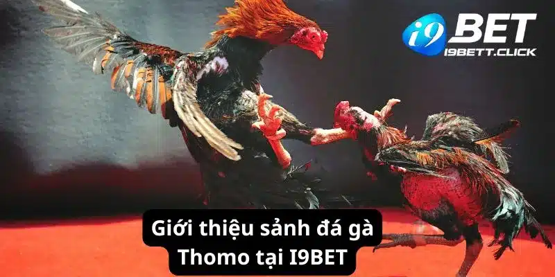 Giới thiệu sảnh đá gà Thomo tại I9BET