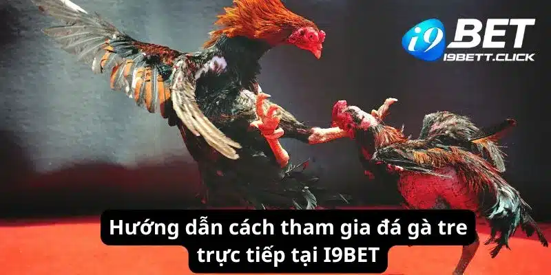 Hướng dẫn cách tham gia đá gà tre trực tiếp tại I9BET