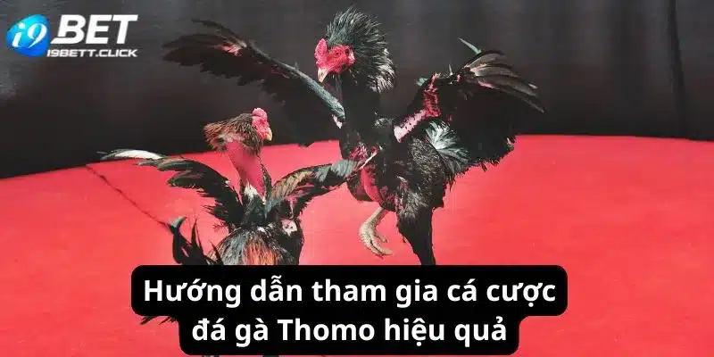 Hướng dẫn tham gia cá cược đá gà Thomo hiệu quả