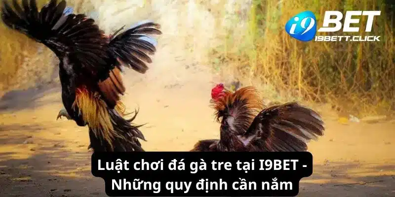 Luật chơi đá gà tre tại I9BET - Những quy định cần nắm