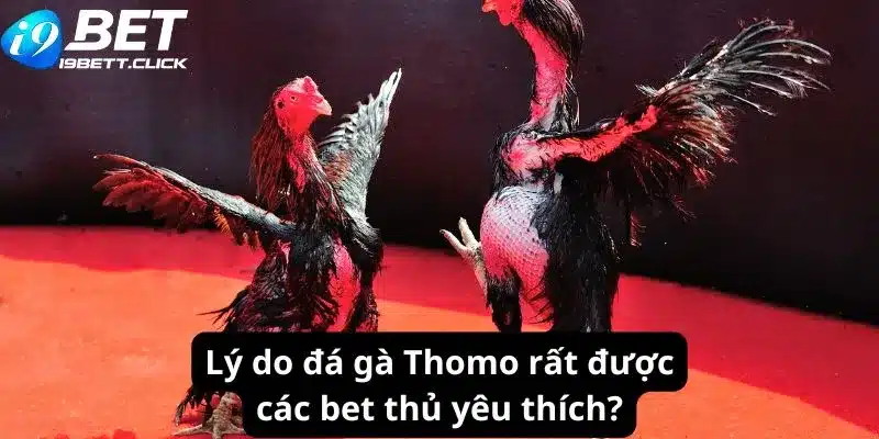 Lý do đá gà Thomo rất được các bet thủ yêu thích?