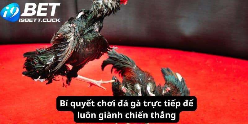 Bí quyết chơi đá gà trực tiếp để luôn giành chiến thắng