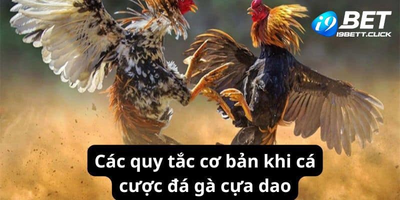 Các quy tắc cơ bản khi cá cược đá gà cựa dao