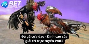 Đá Gà Cựa Dao I9BET - LIVE Trực Tuyến Từ Trường Gà Uy Tín