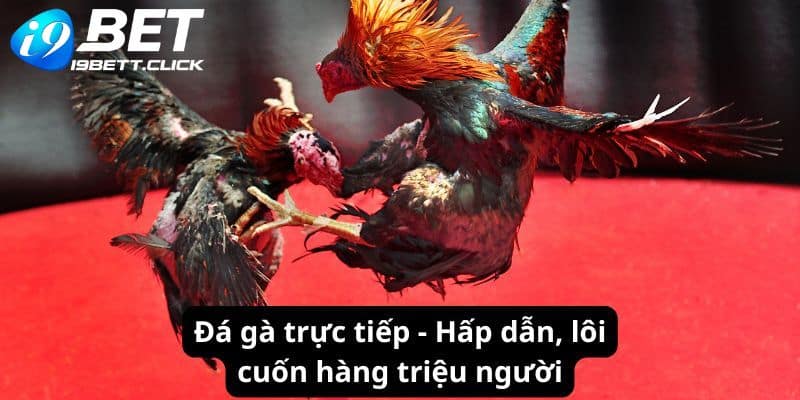 Đá Gà Trực Tiếp Tại I9BET - Hấp Dẫn, Lôi Cuốn Bậc Nhất 2024