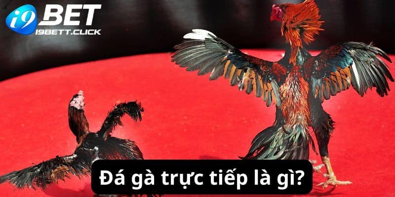 Đá gà trực tiếp là gì?