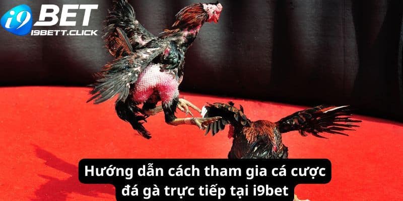 Hướng dẫn cách tham gia cá cược đá gà trực tiếp tại I9BET