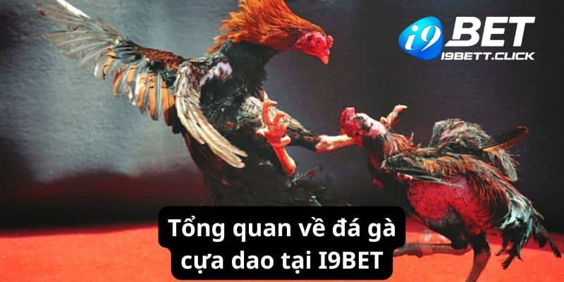 Tổng quan về đá gà cựa dao tại I9BET